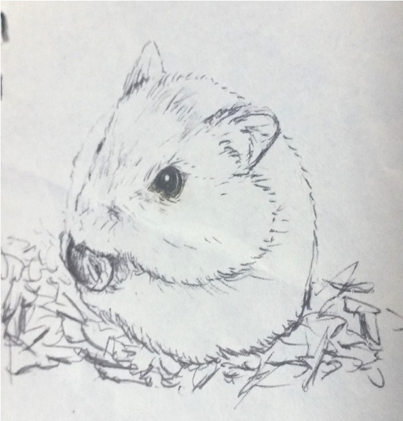 ハムスターをボールペンで描いてみた ニコニコ静画 イラスト