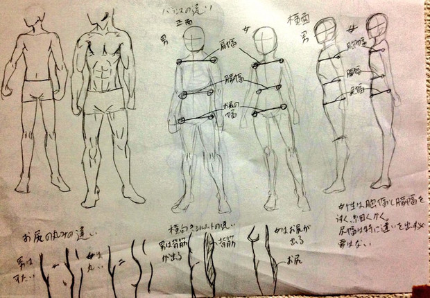 男女の体のバランスの違いを練習 パーシモン さんのイラスト ニコニコ静画 イラスト