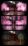 枝垂れ桜神社