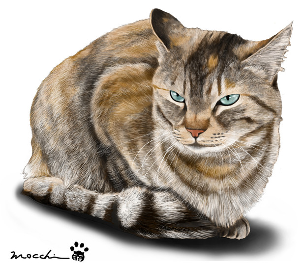 Japan Image 猫 座る 描き方