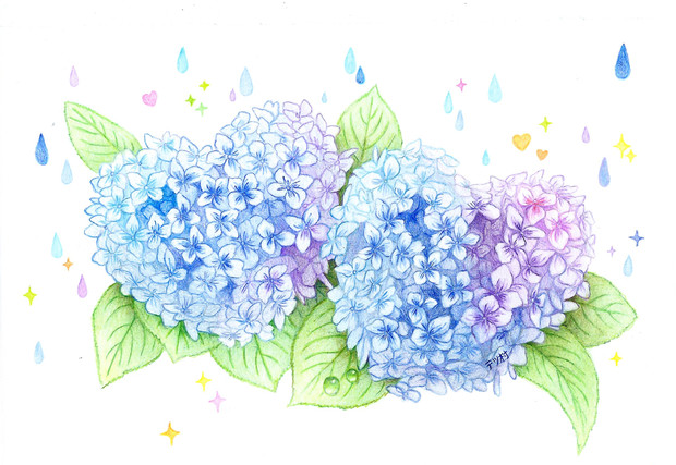 0以上 紫陽花 画像 イラスト