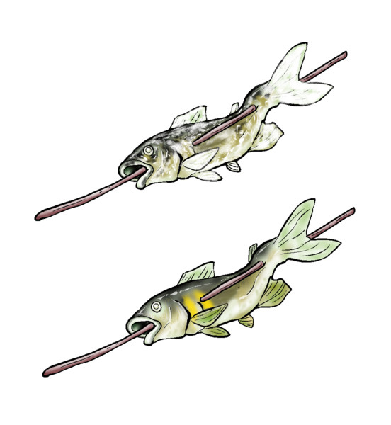 焼き魚 素材 修正版 二ノ瀬泰徳 さんのイラスト ニコニコ静画 イラスト