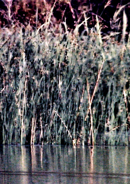 お題【すすき】 #創作版深夜の真剣お絵描き60分一本勝負 / 黄金 さんの 