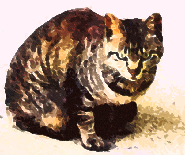 妙に威圧感のあった野良猫 猫 イラスト 黄金 さんのイラスト ニコニコ静画 イラスト
