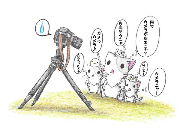 カメラを見つめるにゃんこ