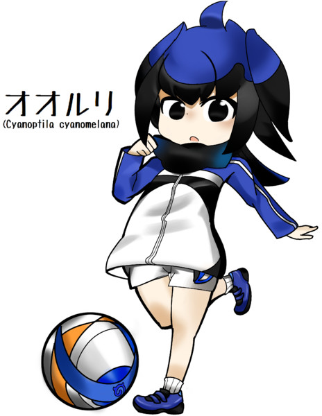 オオルリ Cyanoptila Cyanomelana スマホウルフ さんのイラスト ニコニコ静画 イラスト