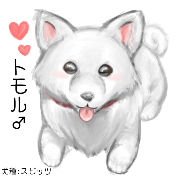 トモル 犬種 スピッツ 雨坪 亜夜 さんのイラスト ニコニコ静画 イラスト