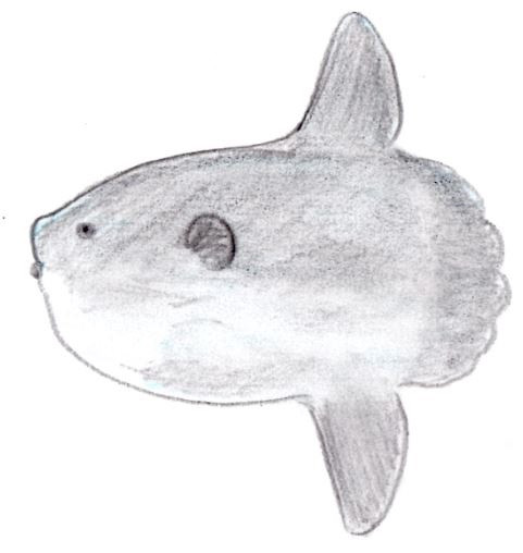 マンボウ 狐火 さんのイラスト ニコニコ静画 イラスト