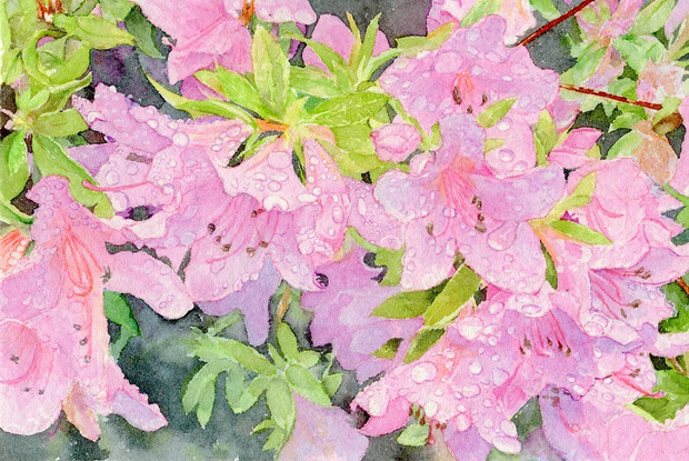 雨上がりのツツジ うりゃん さんのイラスト ニコニコ静画 イラスト