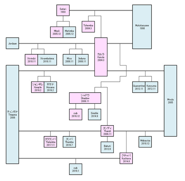 【がおーっ】ヒョウの家系図（詳細版1）【サファリライブ】