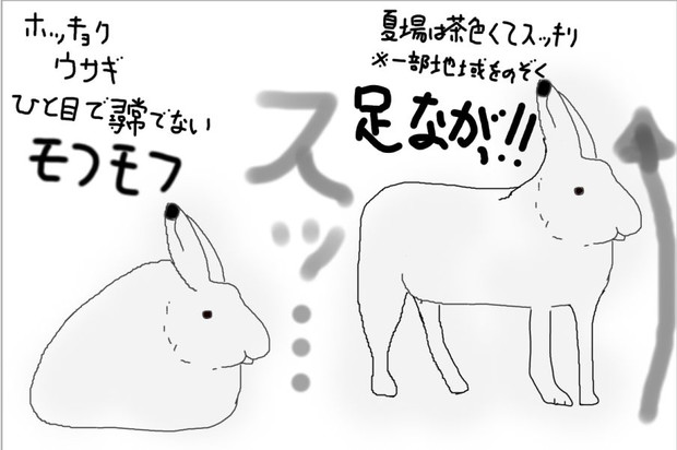 どうぶつ図鑑 ホッキョクウサギ 飴猫亭大吉 さんのイラスト ニコニコ静画 イラスト