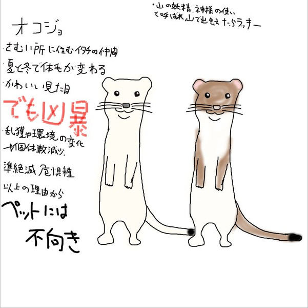 どうぶつ図鑑 オコジョ 飴猫亭大吉 さんのイラスト ニコニコ静画 イラスト
