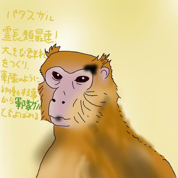 どうぶつ図鑑~パタスザル~