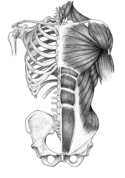 体幹解剖図