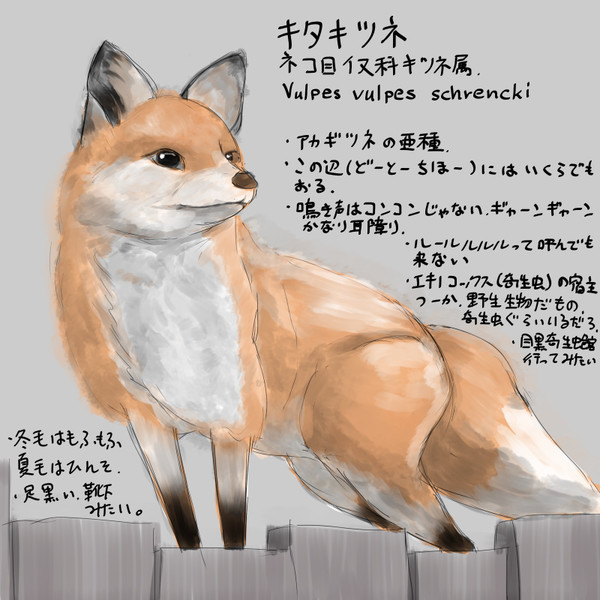 どうぶつ図鑑 キタキツネ 野生の伊勢屋 回文 さんのイラスト ニコニコ静画 イラスト