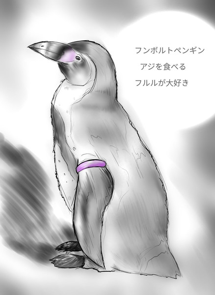 フンボルトペンギン としみや さんのイラスト ニコニコ静画 イラスト