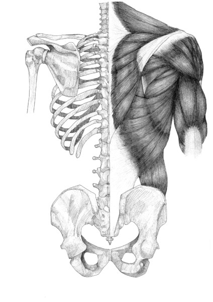 背中解剖図