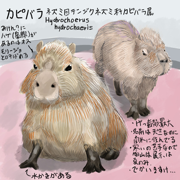 どうぶつ図鑑 カピバラ 野生の伊勢丹 さんのイラスト ニコニコ静画 イラスト