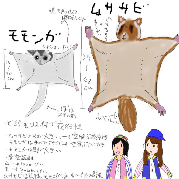 今月のいきもの モモンガとムササビの違い調べてみた 飴猫亭大吉 さんのイラスト ニコニコ静画 イラスト