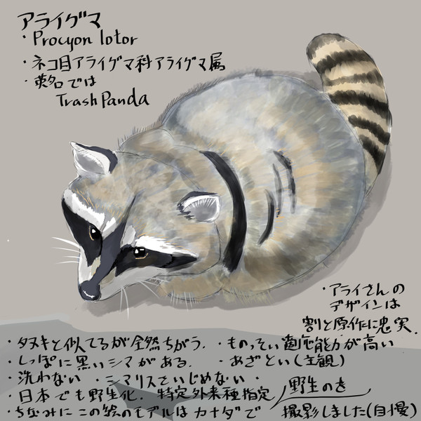 どうぶつ図鑑 アライグマ 野生の伊勢丹 さんのイラスト ニコニコ静画 イラスト