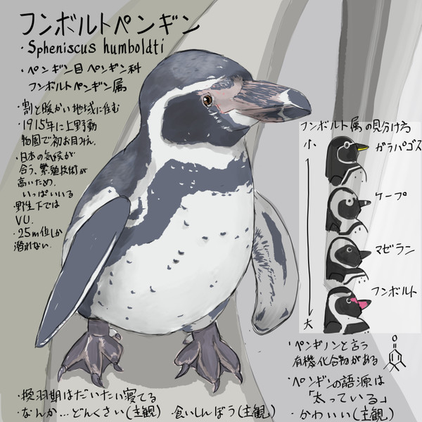 どうぶつ図鑑 フンボルトペンギン 野生の伊勢丹 さんのイラスト ニコニコ静画 イラスト