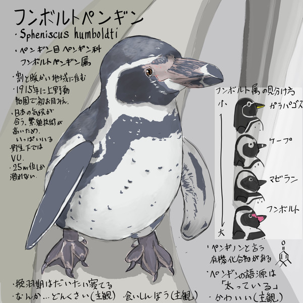 どうぶつ図鑑　フンボルトペンギン