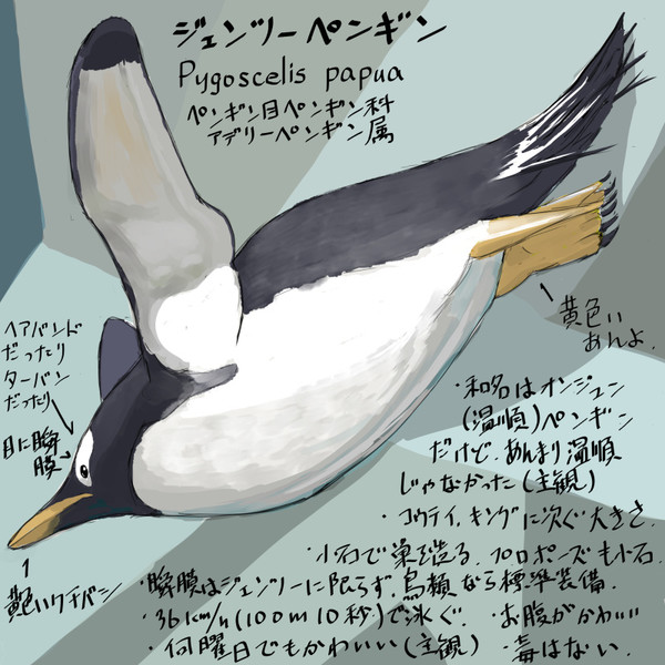 どうぶつ図鑑 ジェンツーペンギン 野生の伊勢丹 さんのイラスト ニコニコ静画 イラスト