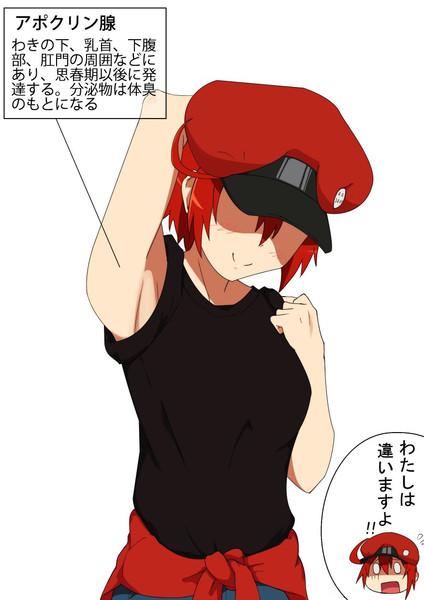 赤血球 はたらく細胞 Nicosub静画