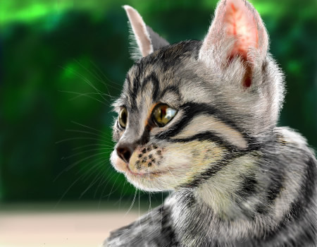 子猫ちゃん描いてみた ミルコセブン さんのイラスト ニコニコ静画 イラスト