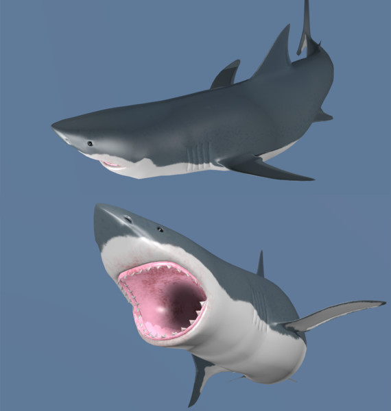 【3DCG】サメ
