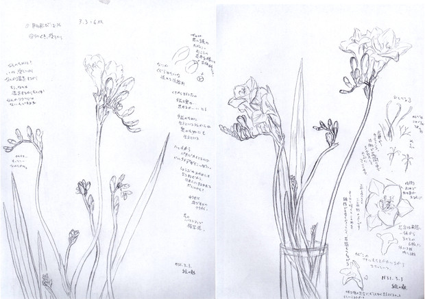 絵の勉強をしよう 花を模写してみた 下描き 絵の勉強をしたくて さんのイラスト ニコニコ静画 イラスト