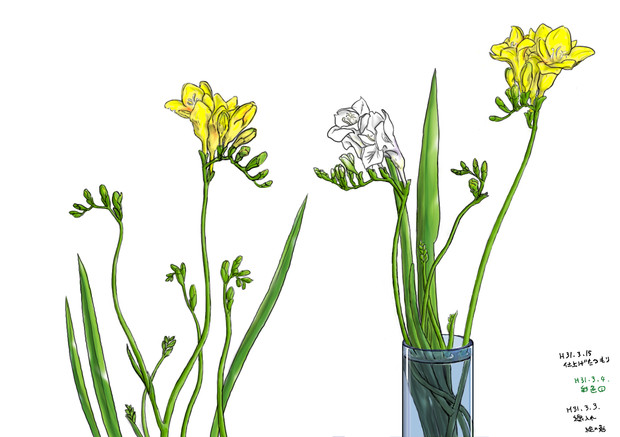 絵の勉強をしよう 花を模写してみた 彩色２ 影付け 絵の勉強をしたくて さんのイラスト ニコニコ静画 イラスト