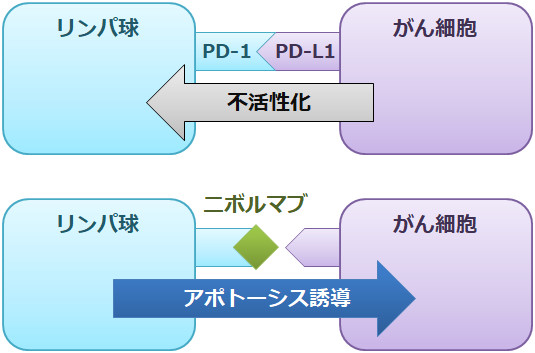 ニボルマブの作用機序