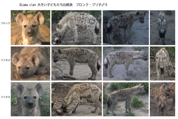 Djuma clan　大きい子どもたちの比較・見分け表