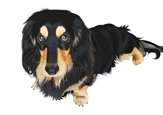 動物彩色模写 犬 バジル さんのイラスト ニコニコ静画 イラスト