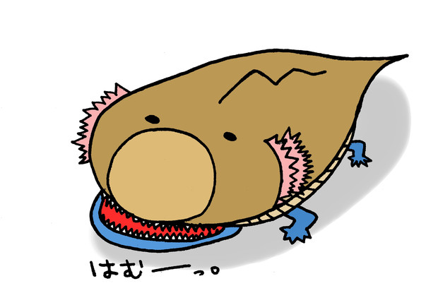 ハプルボッカ