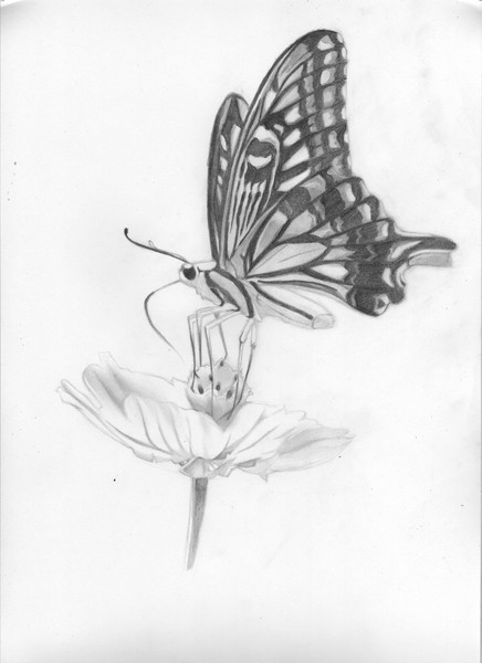 アゲハ蝶 バジル さんのイラスト ニコニコ静画 イラスト