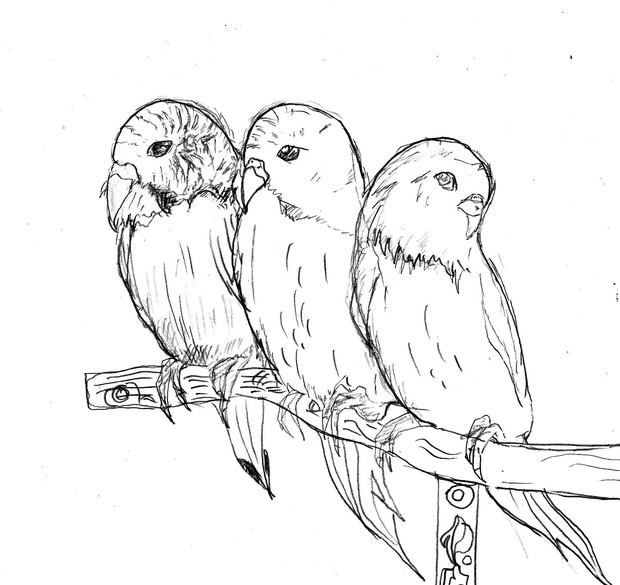 インコの写真の模写 ニコニコ静画 イラスト